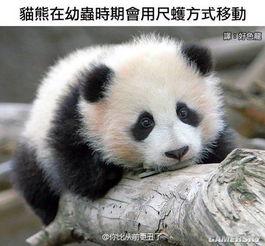 熊猫娱乐吃瓜酱,揭秘娱乐圈幕后故事