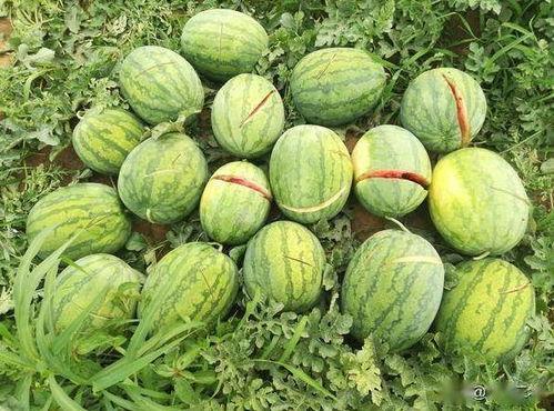 嘉禾望岗娱乐吃瓜,吃瓜群众揭秘幕后故事